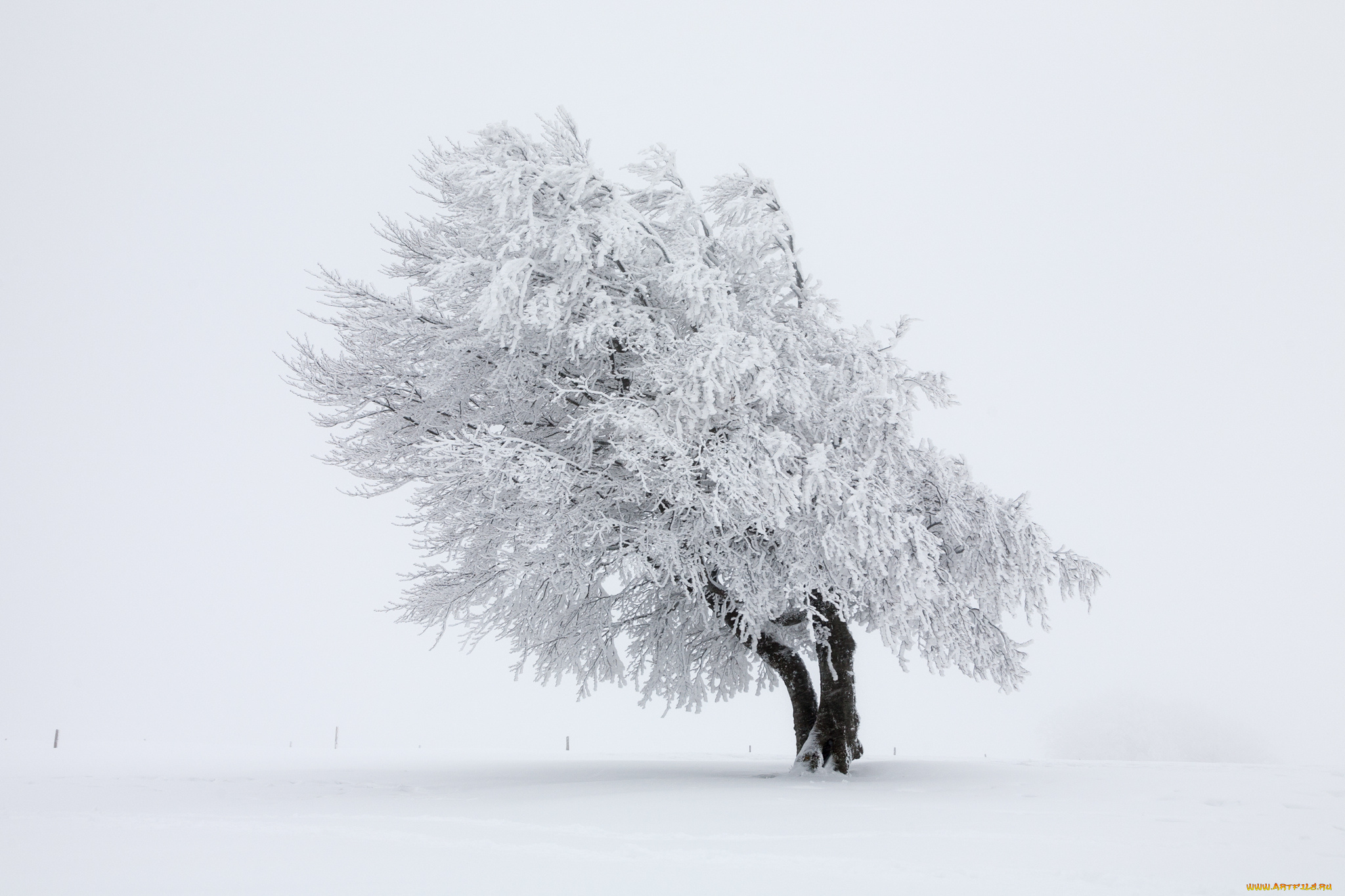 природа, зима, дерево, снег