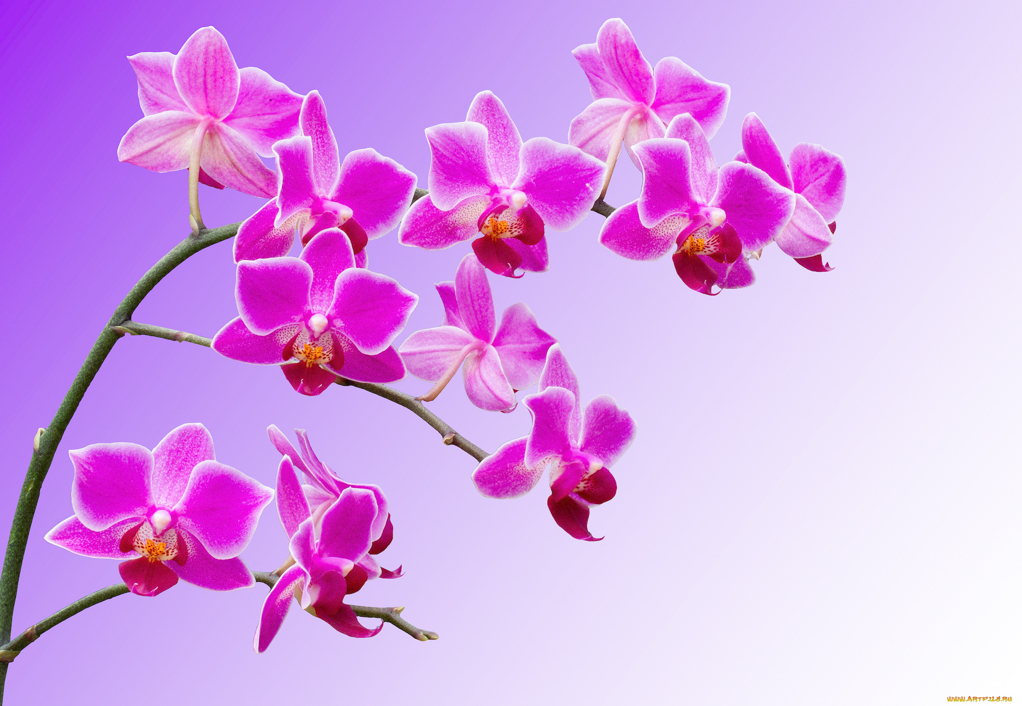 цветы, орхидеи, макро, лепестки, ветка, орхидея