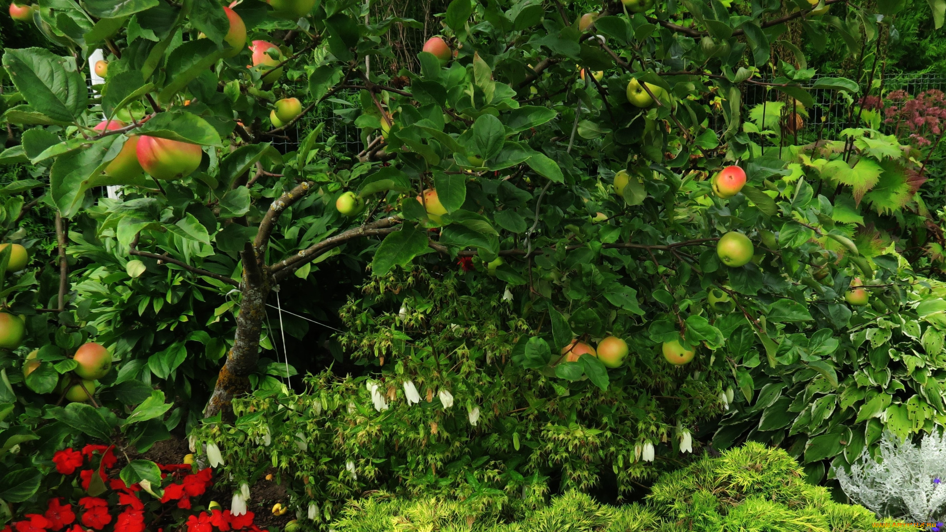 природа, плоды, яблоки, дерево