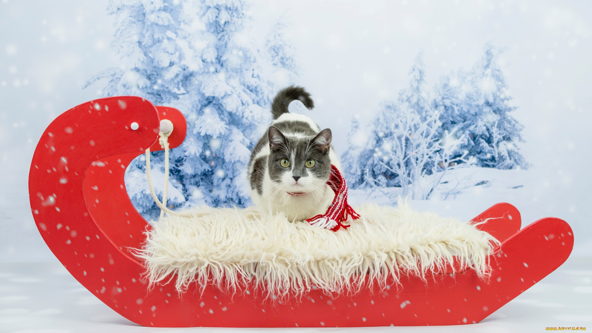 животные, коты, ели, снег, кот, сани, шарф
