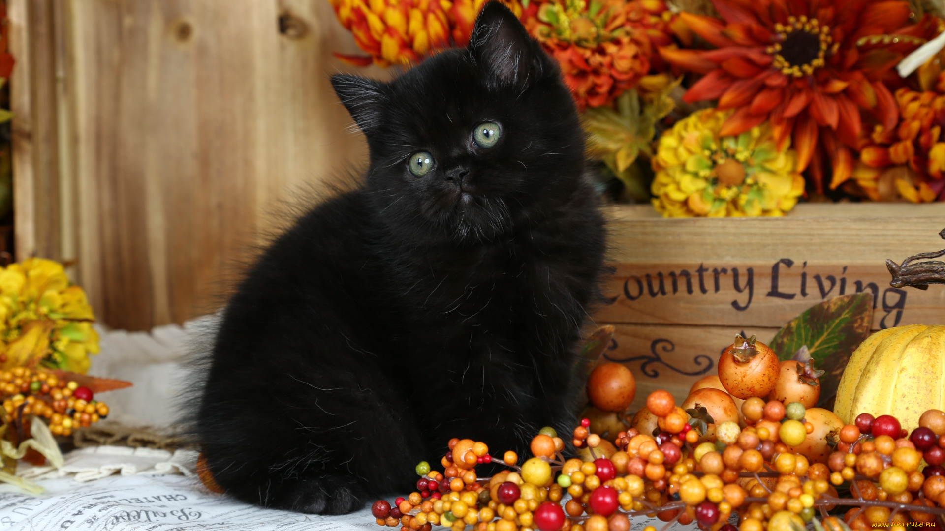 животные, коты, котенок, черный, тыква, ягоды, цветы, ящик