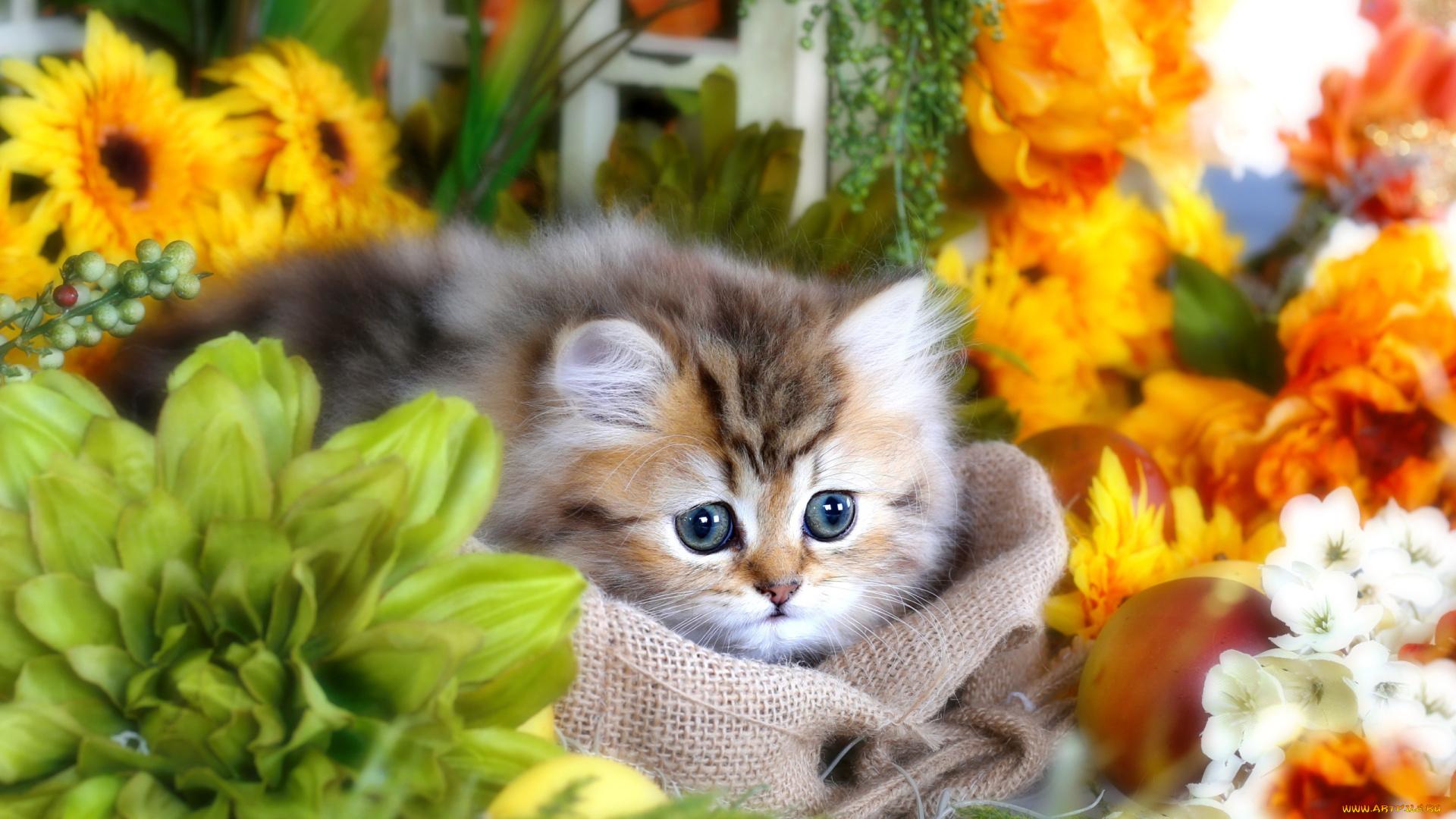 животные, коты, котенок, мешок, цветы