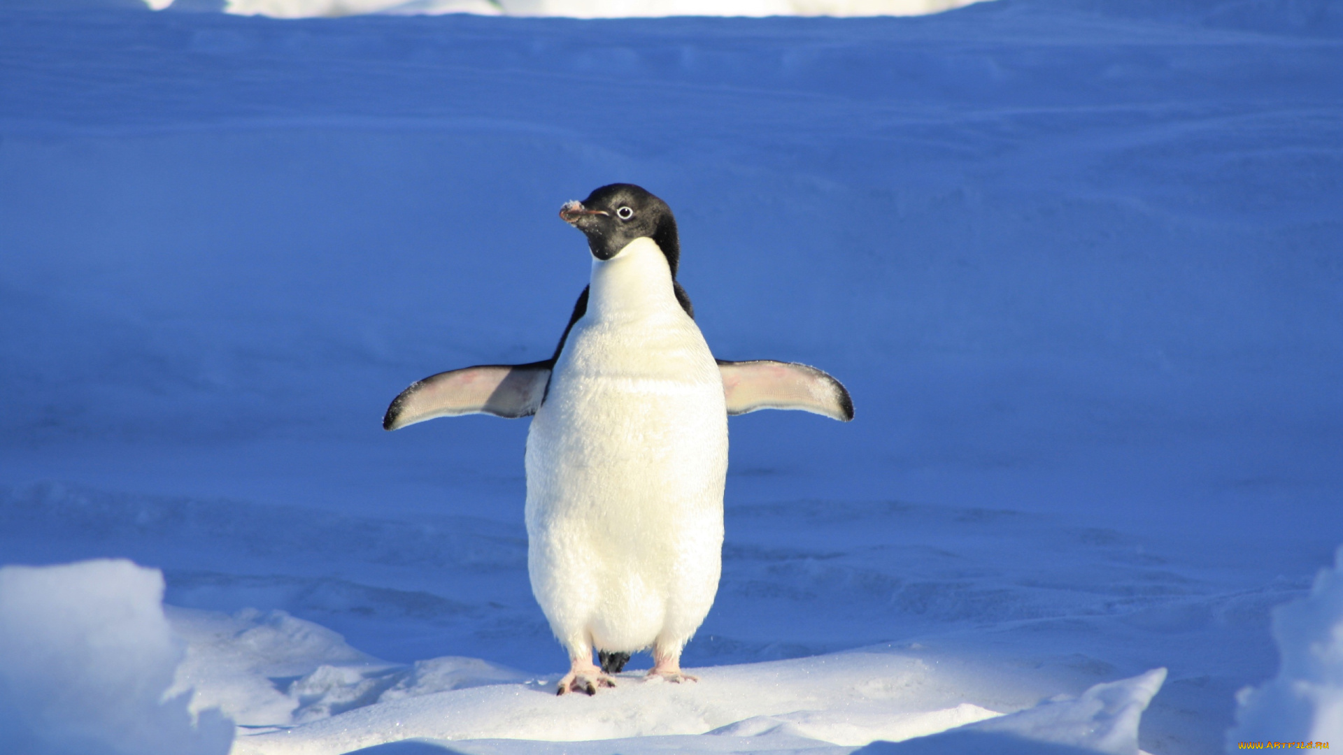 животные, пингвины, снег, пингвин, лед