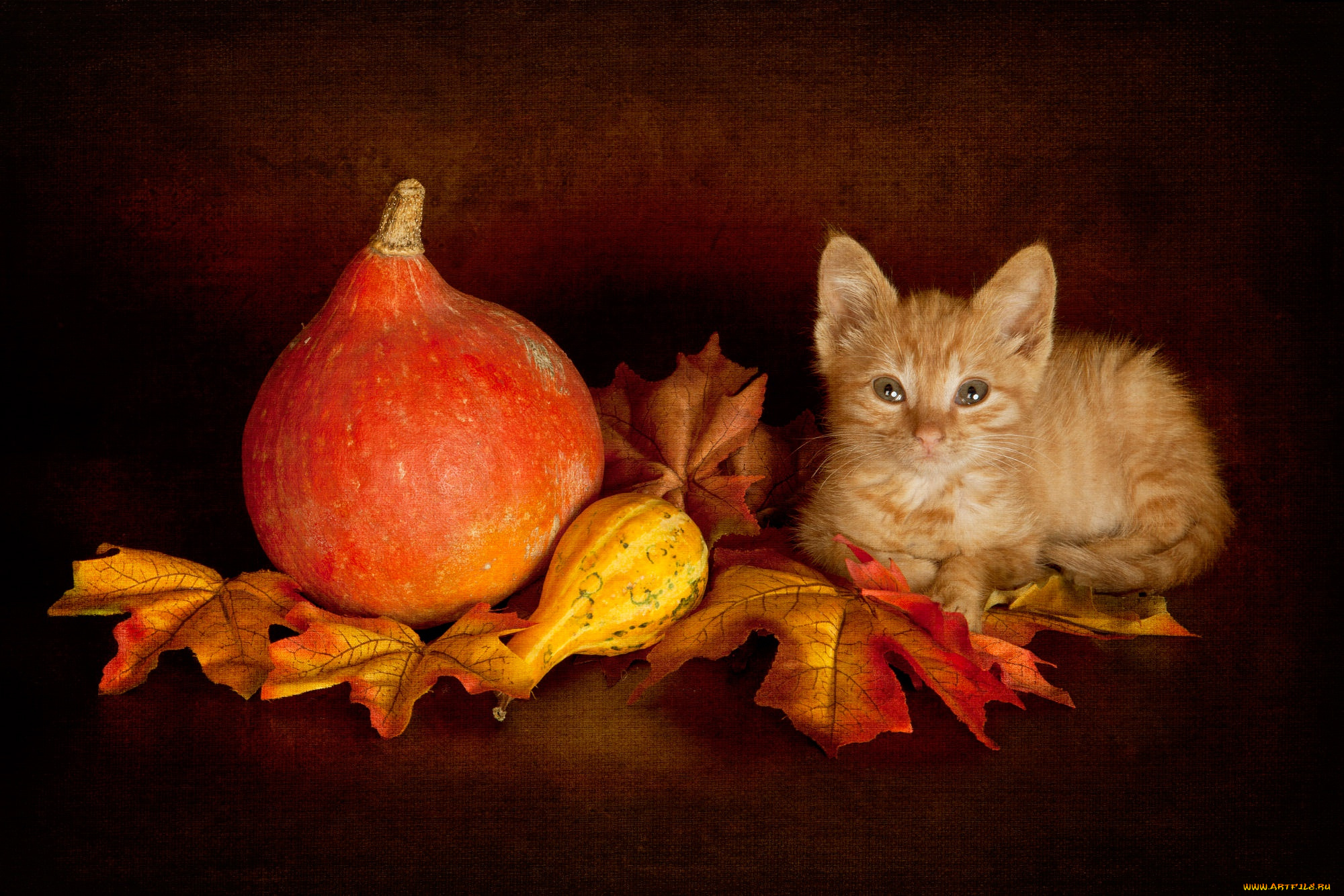 животные, коты, осенний, котёнок, натюрморт, лежит, тыква, тыквы, урожай, котенок, мордочка, темный, фон, поза, осень, малыш, рыжий, листья, взгляд, кошка