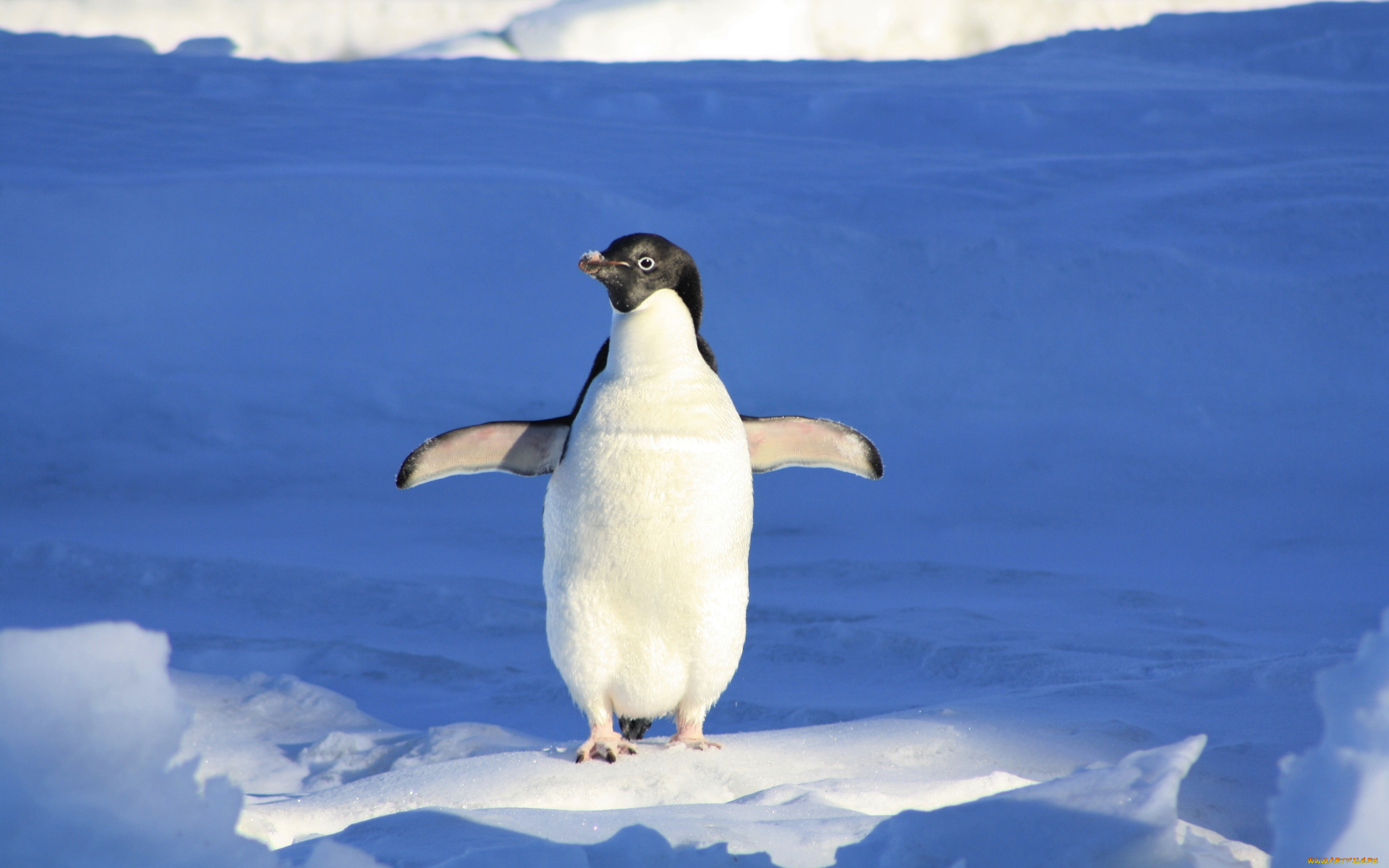 животные, пингвины, снег, пингвин, лед