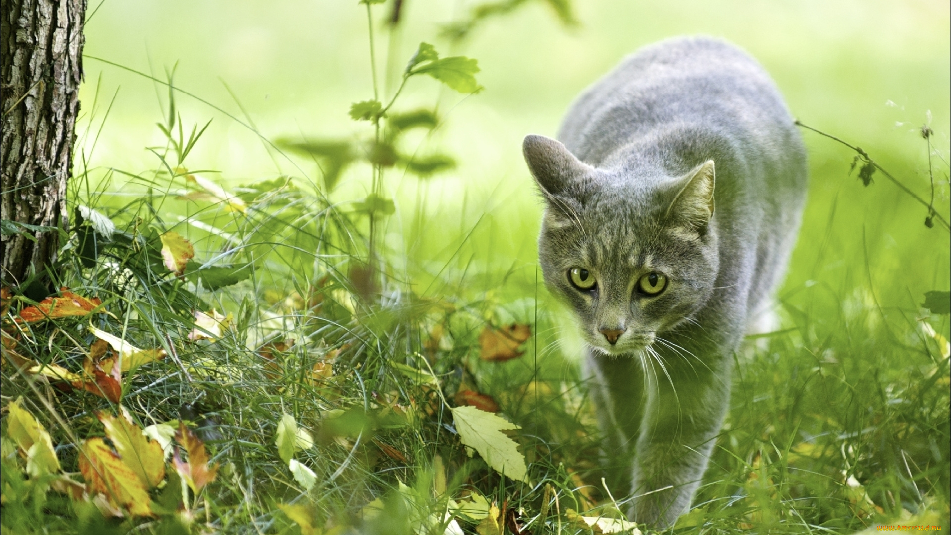 животные, коты, трава, листья