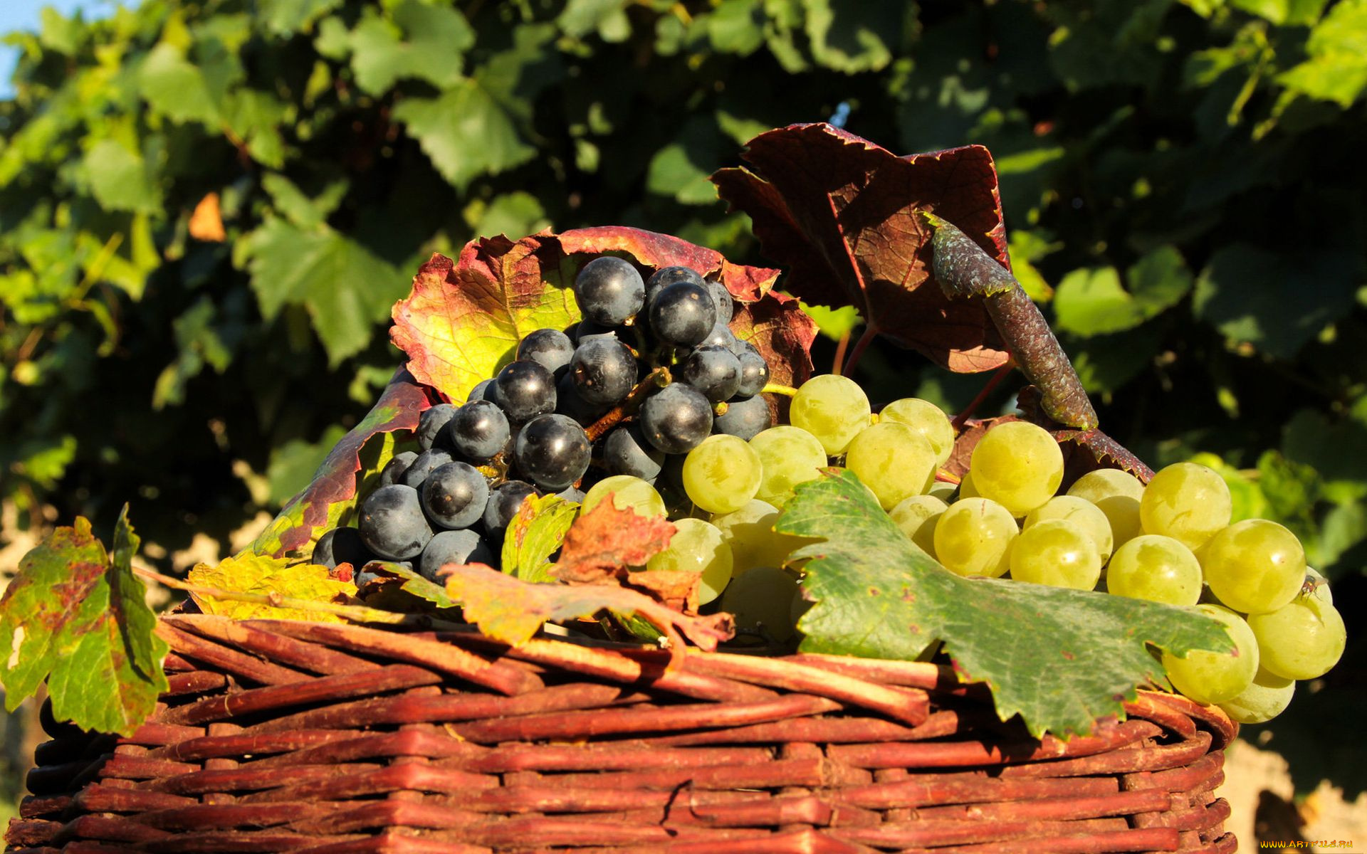 еда, виноград, урожай, корзина, гроздья