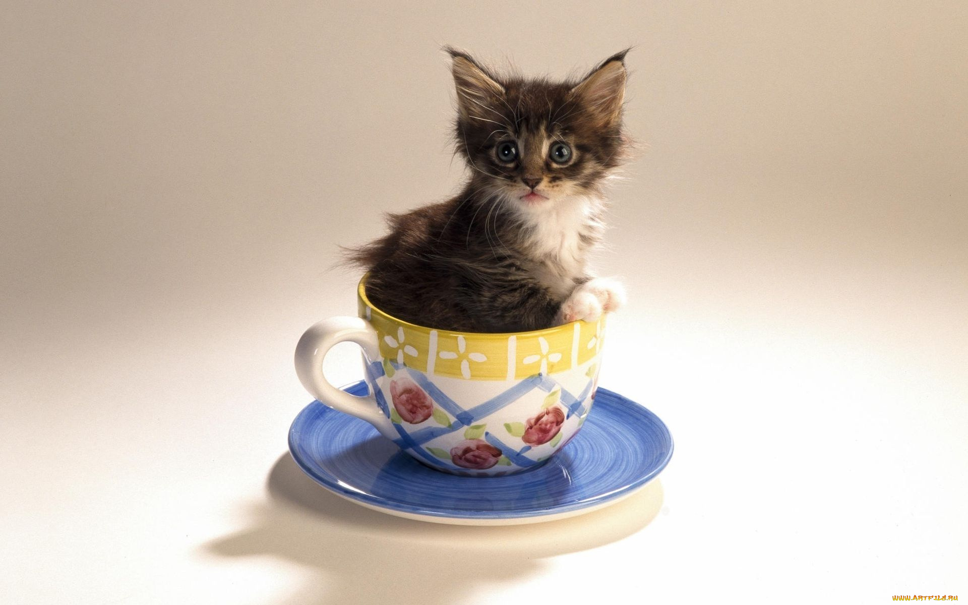 животные, коты, котёнок, чашка