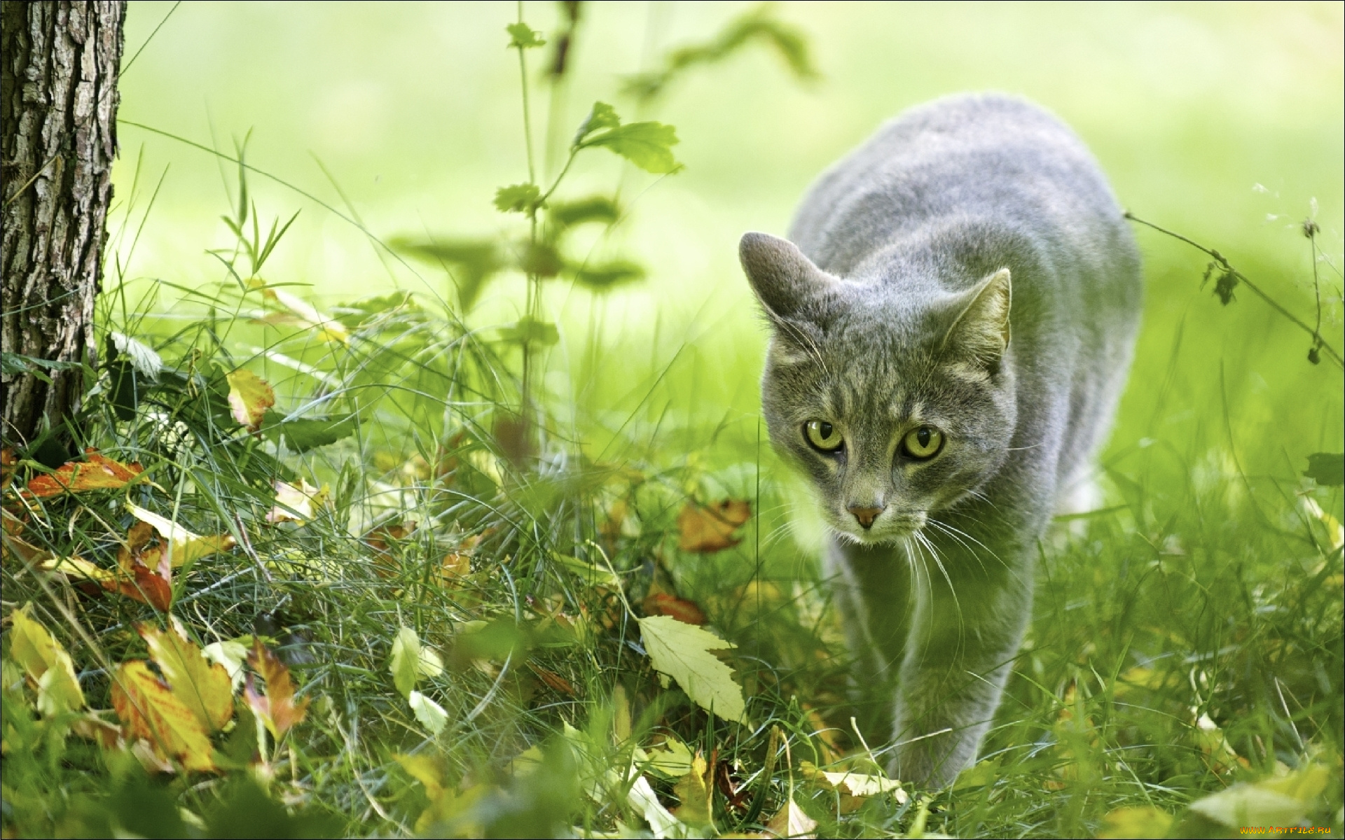 животные, коты, трава, листья