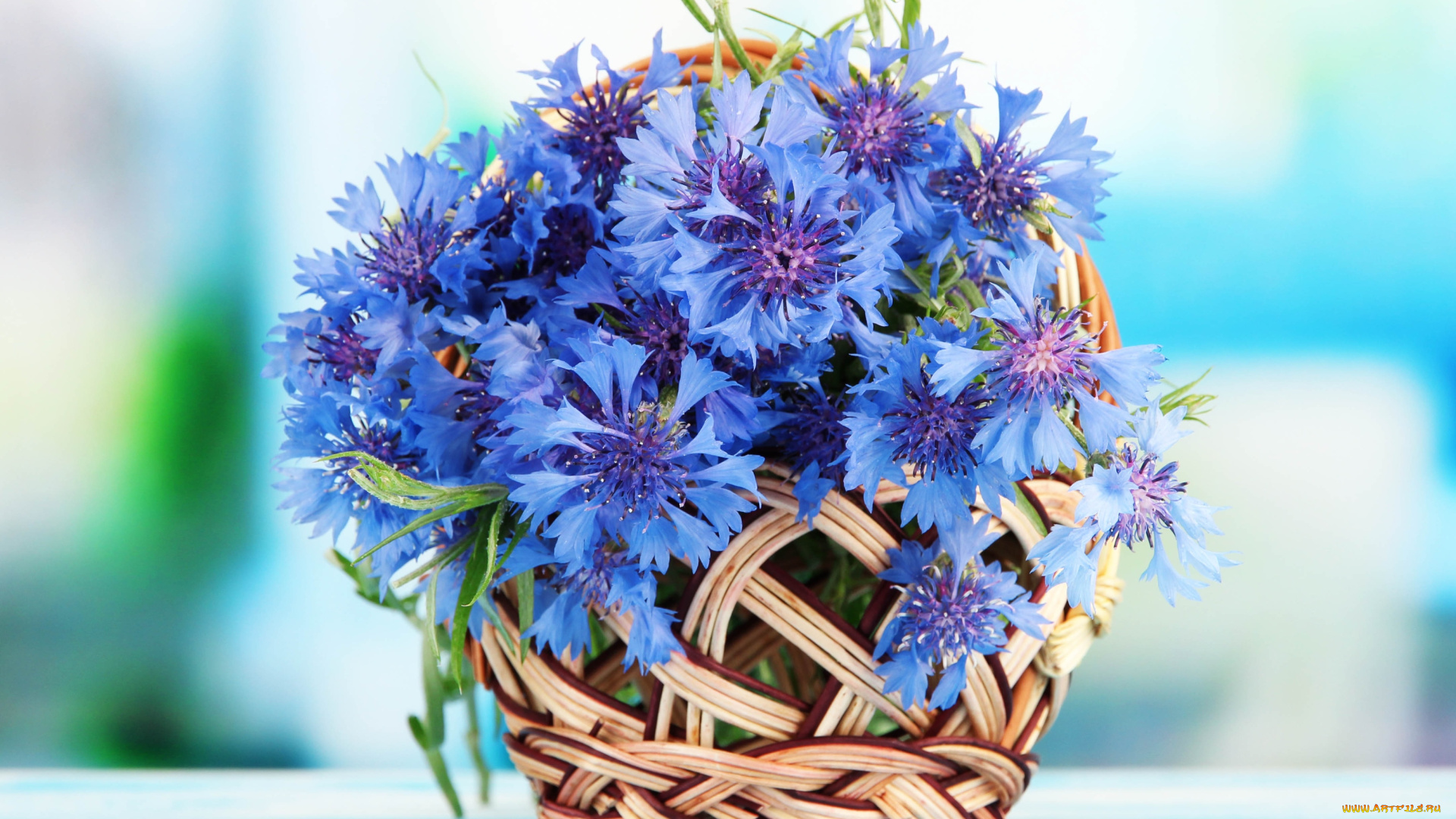 цветы, васильки, корзинка, голубой