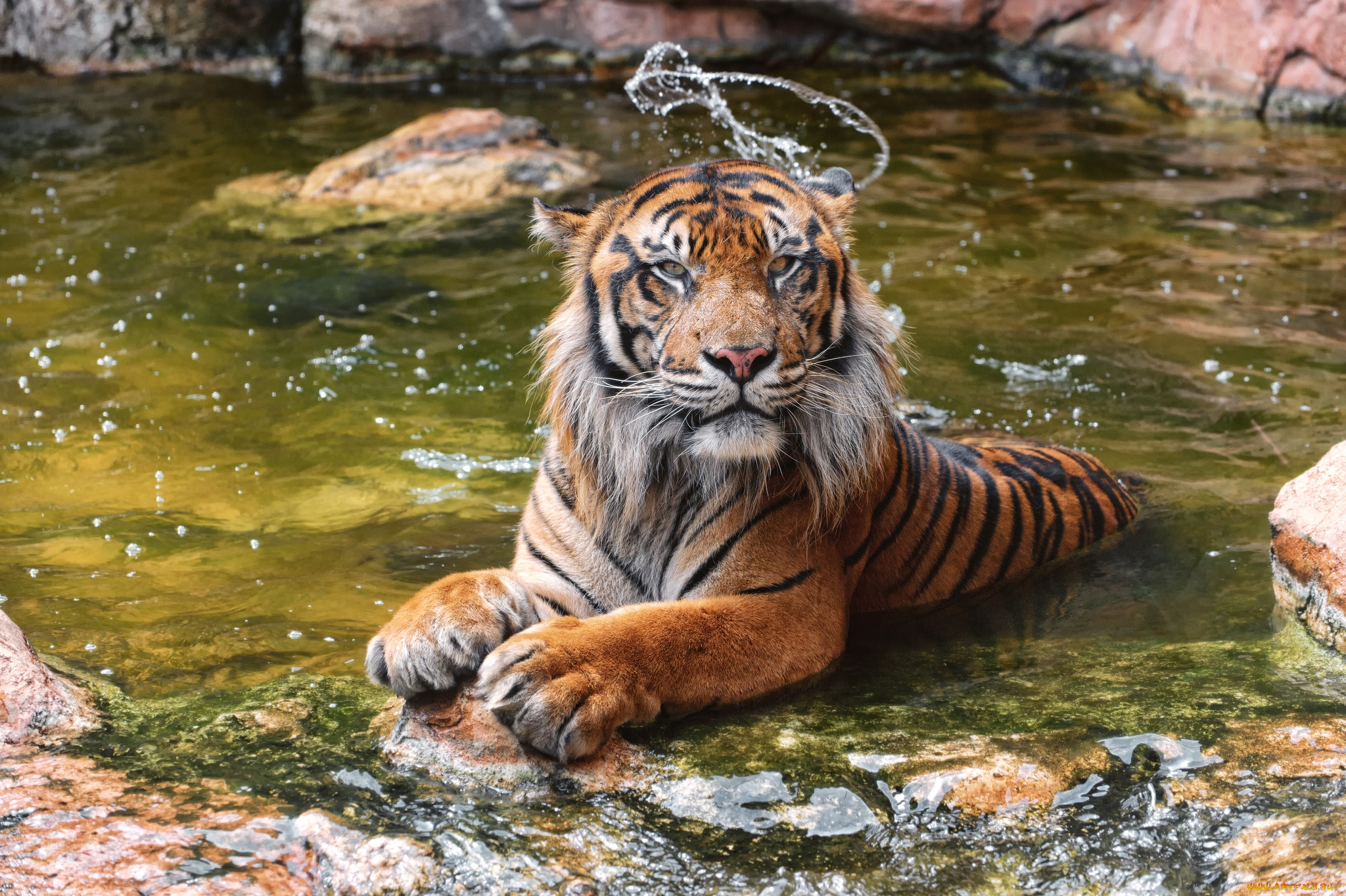 животные, тигры, вода