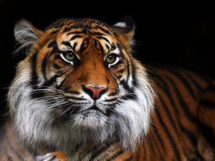 Картинка животные тигры темный фон морда тигр