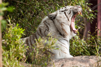 Картинка животные тигры пасть зевает белый тигр профиль клыки