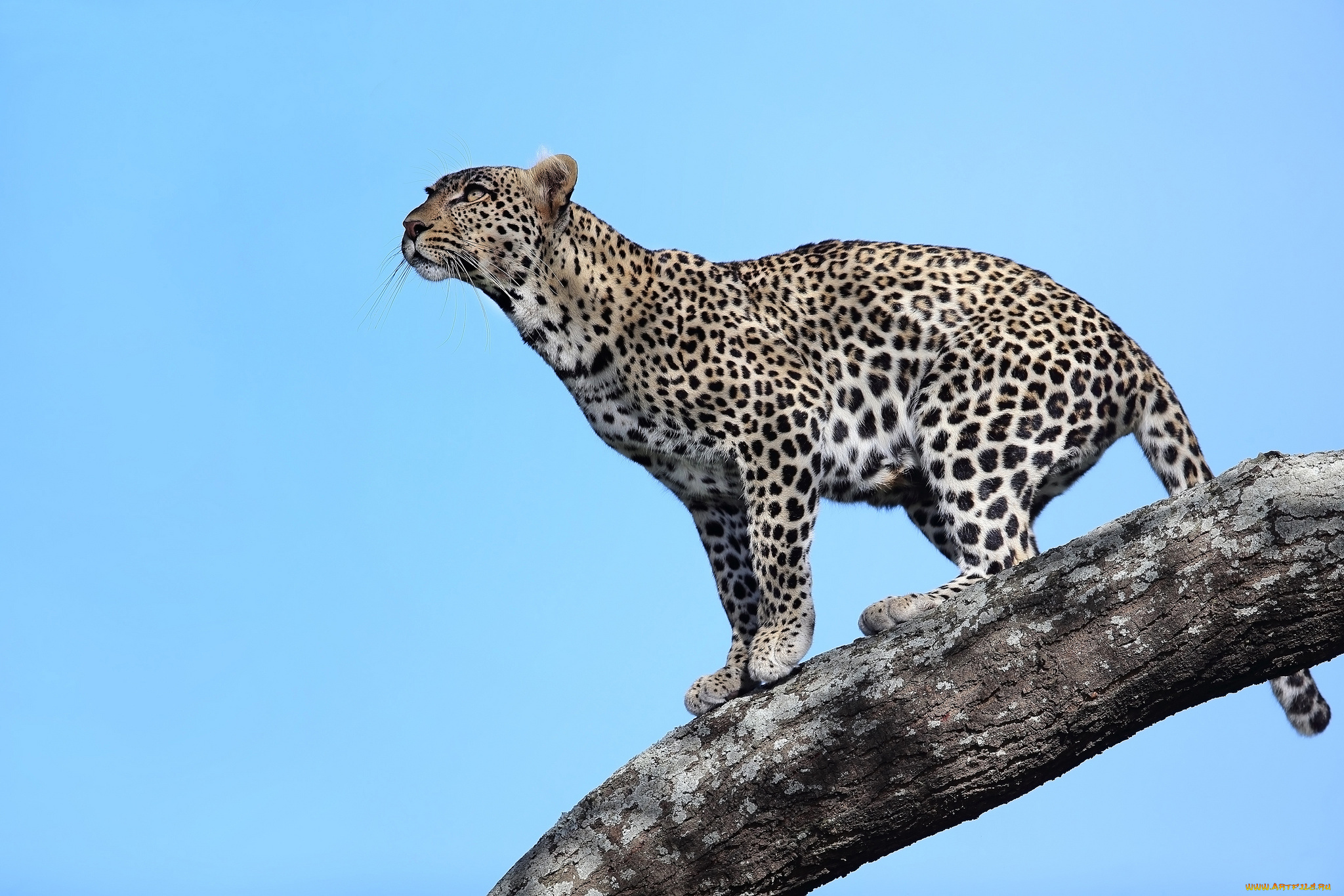 животные, леопарды, дерево, танзания, леопард, хищник, взгляд, африка