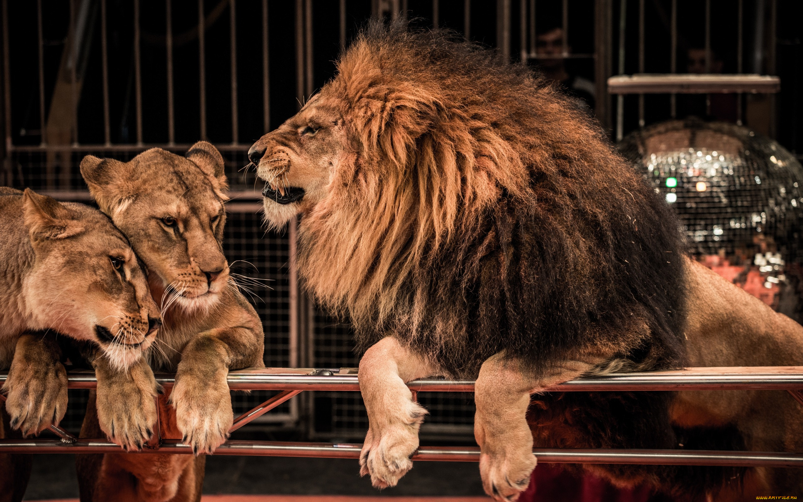 животные, львы, звери, ограда, цирк