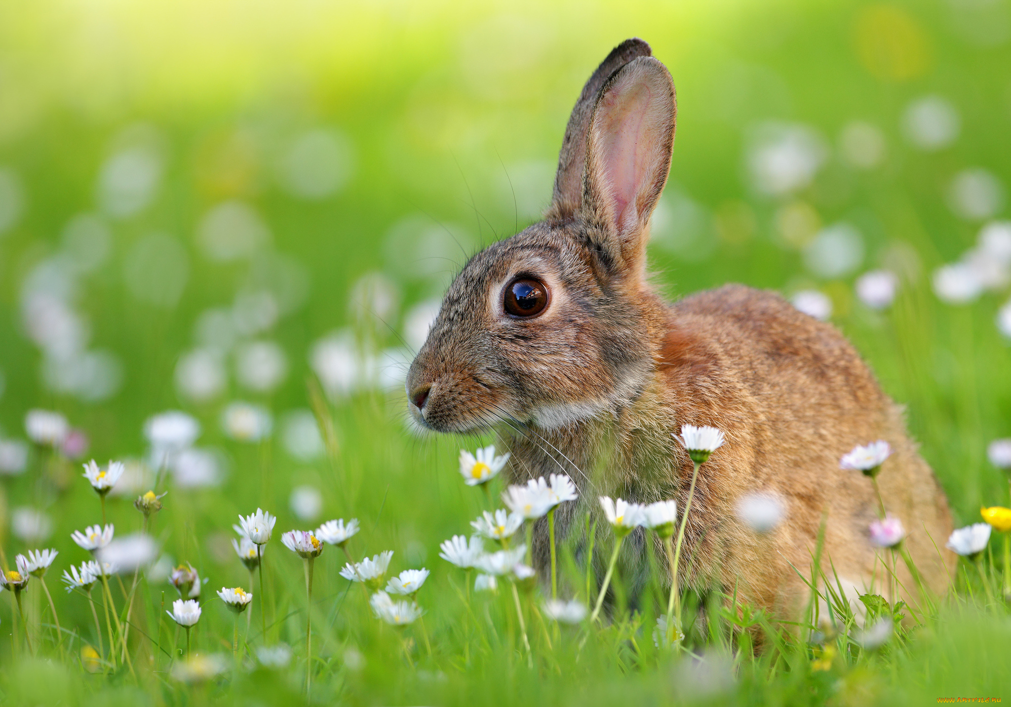 животные, кролики, , зайцы, луг, заяц, цветы