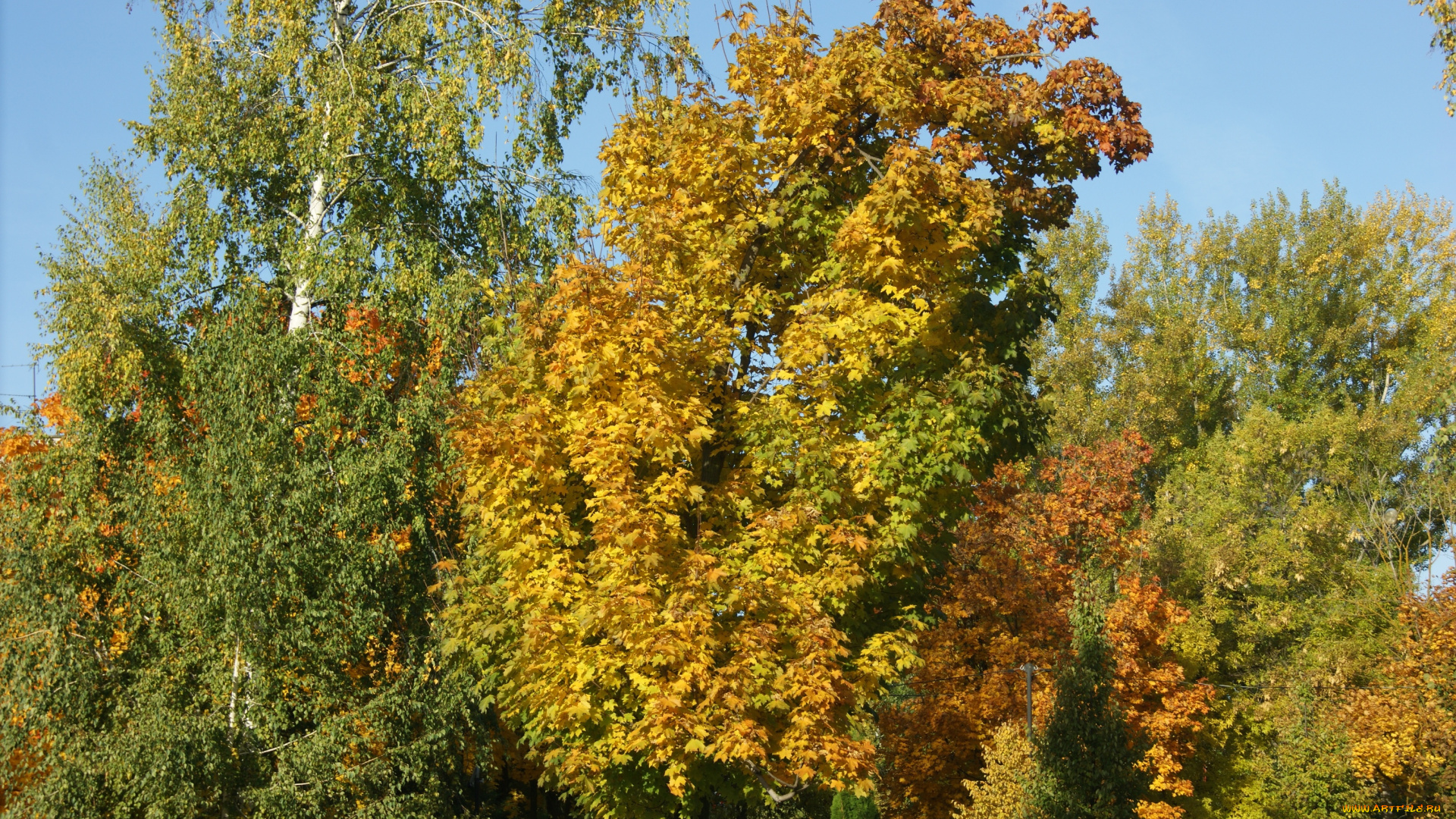 природа, деревья, осень, листья, небо