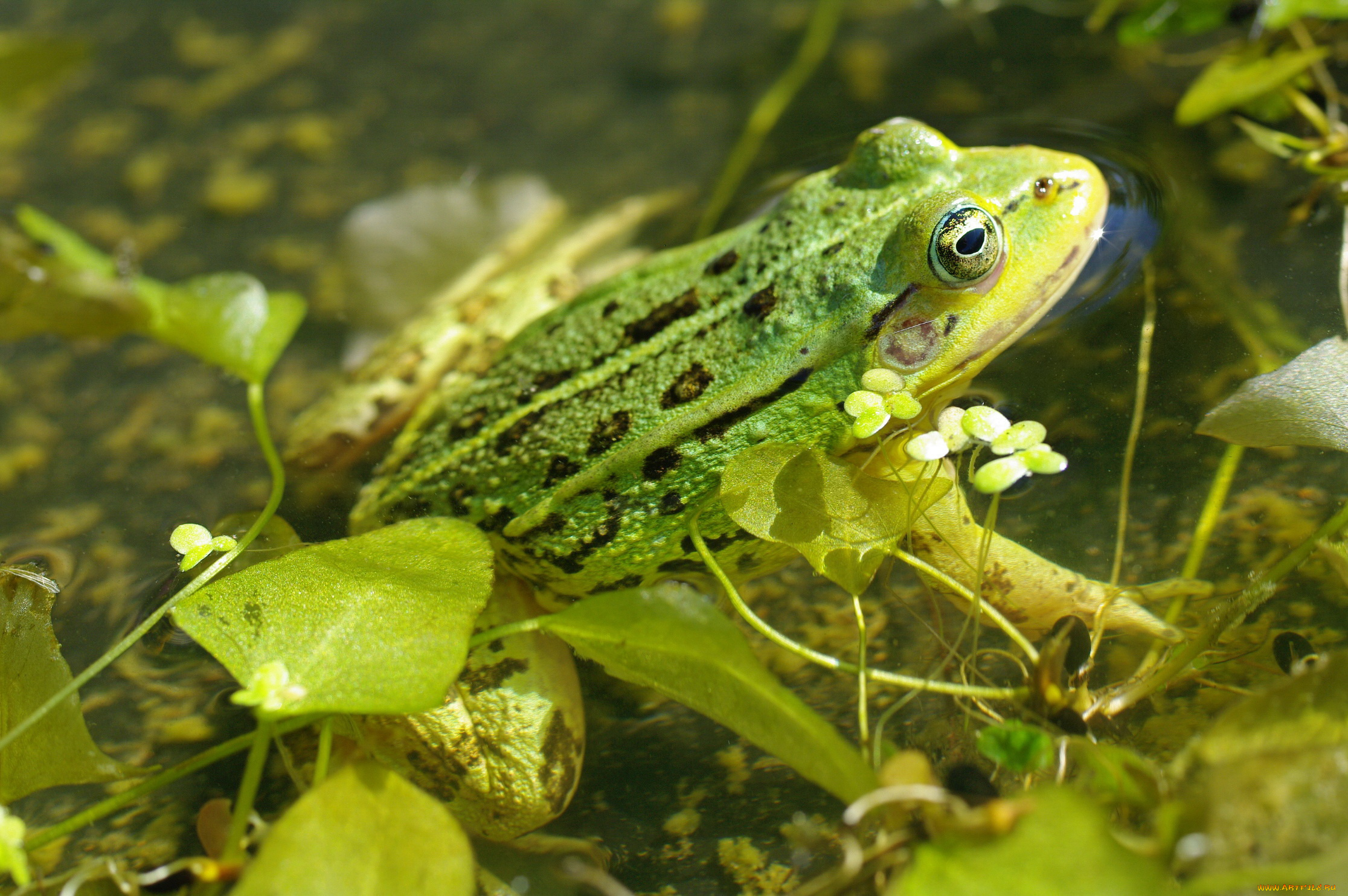 животные, лягушки, лето, зелёный, цвет, пруд, природа, отдых, макро, лягушка, взгляд, вода, водоплавающие