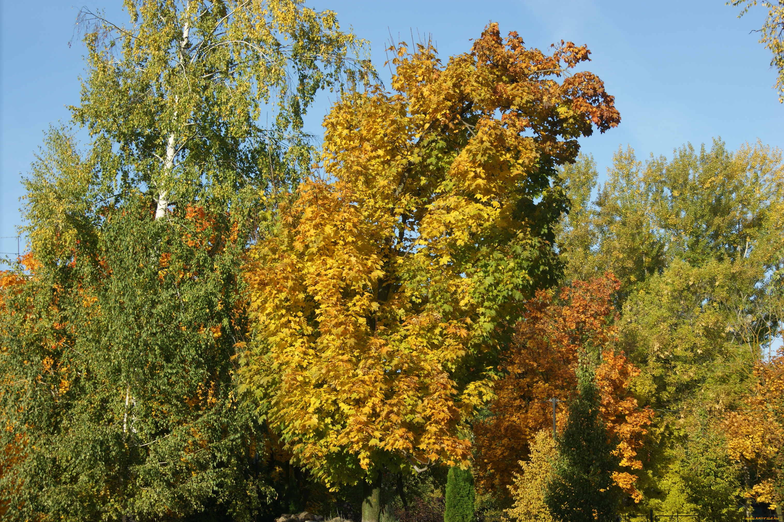 природа, деревья, осень, листья, небо