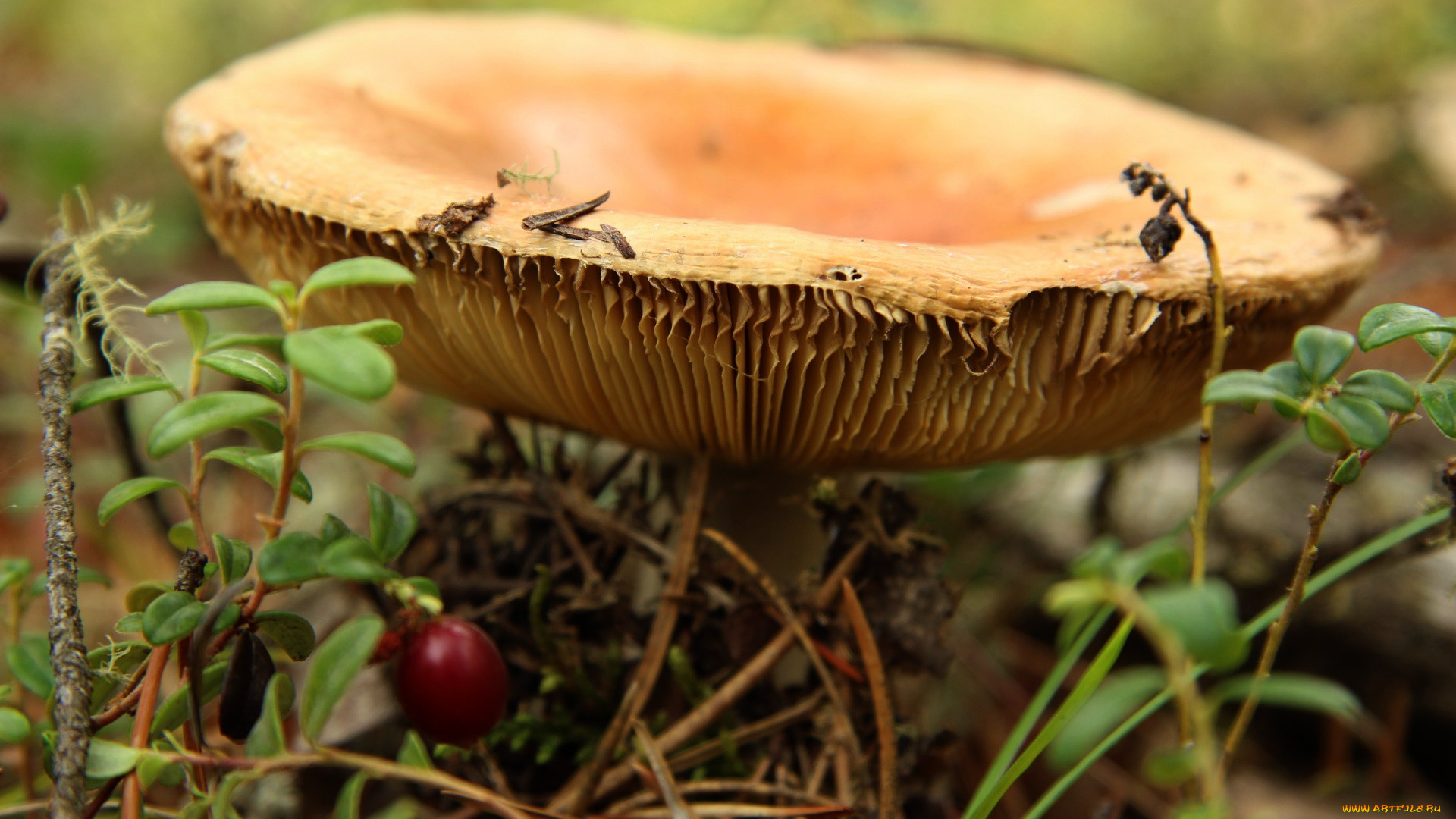 природа, грибы, пластинчатый, шляпка, гриб, иголки