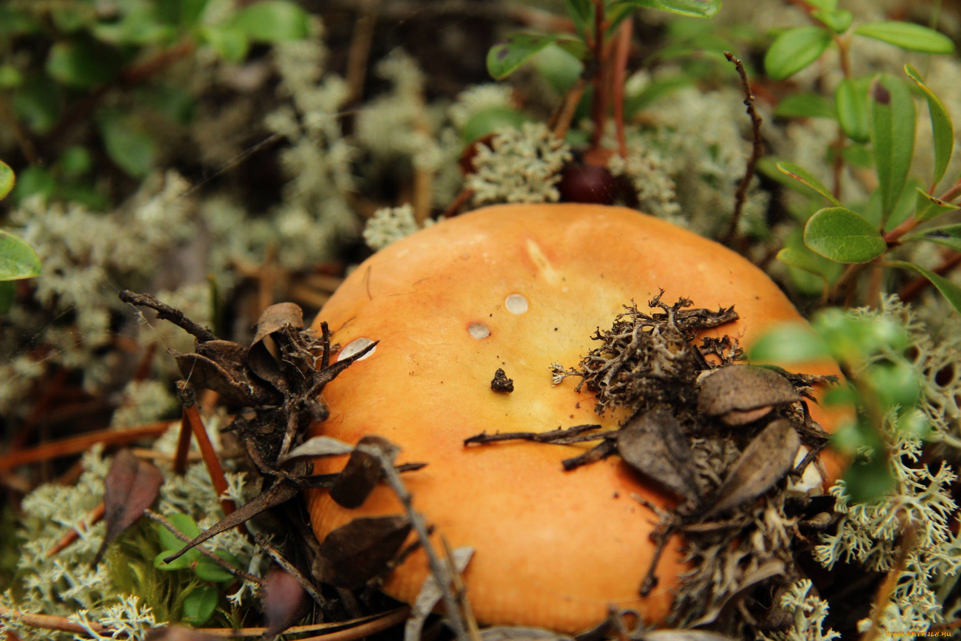 природа, грибы, гриб, мох, шляпка