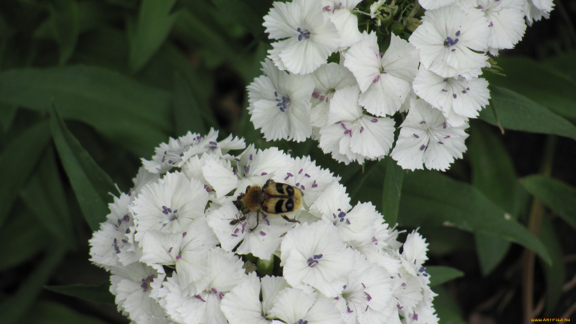 цветы, гвоздики, мелкие, лепестки, пчела