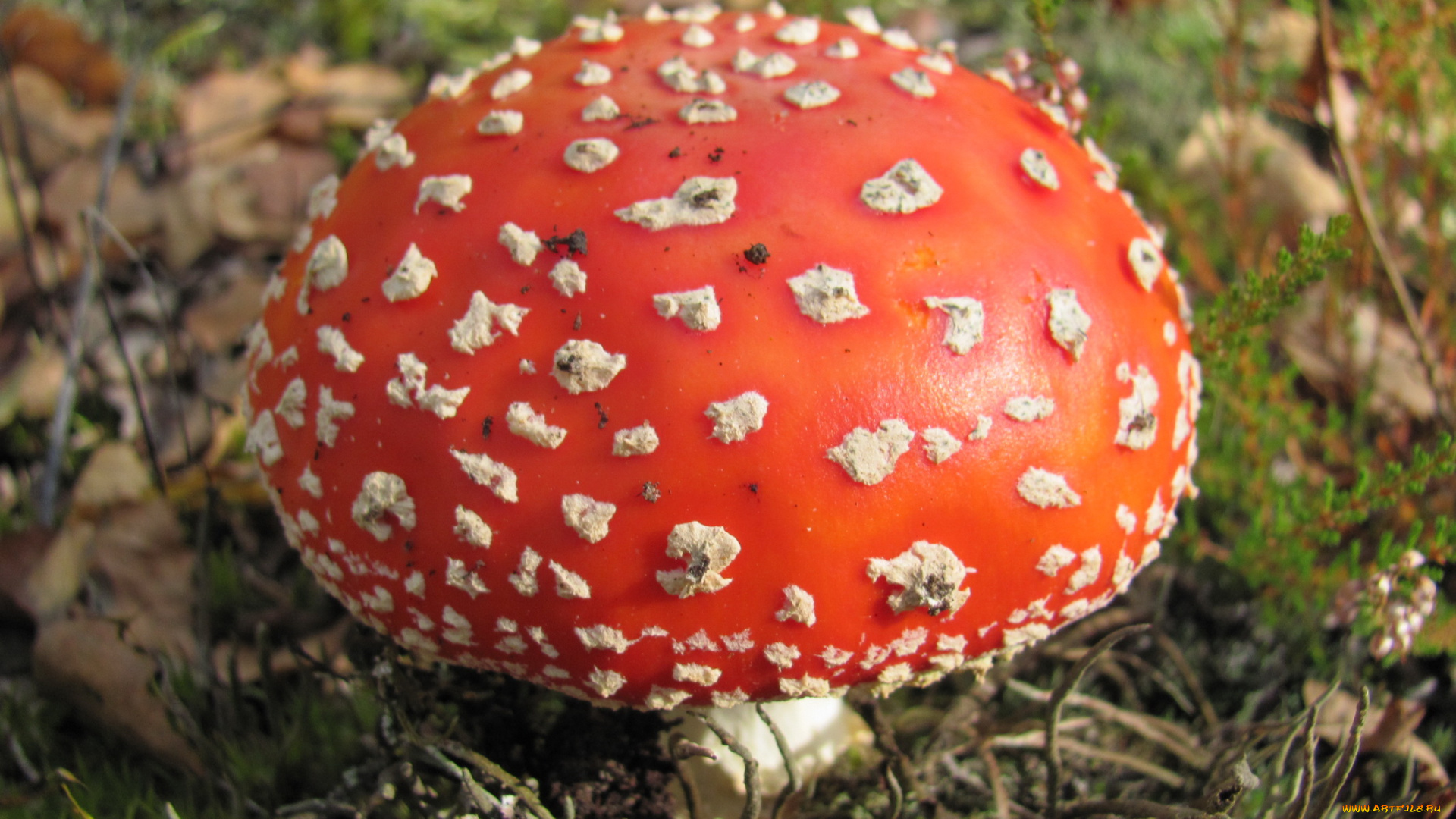 природа, грибы, мухомор, карсная, шляпка, белые, точки