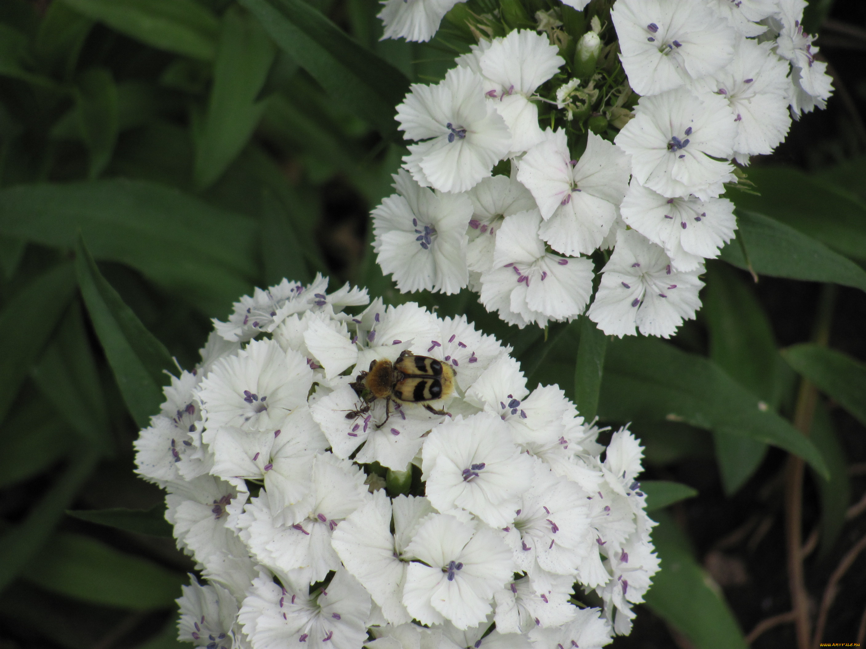 цветы, гвоздики, мелкие, лепестки, пчела
