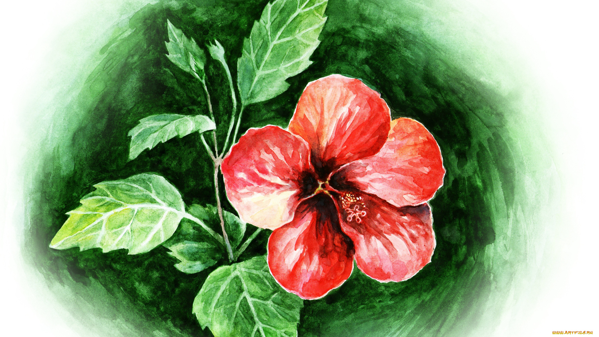 рисованные, цветы, flower, red, watercolors, hibiscus
