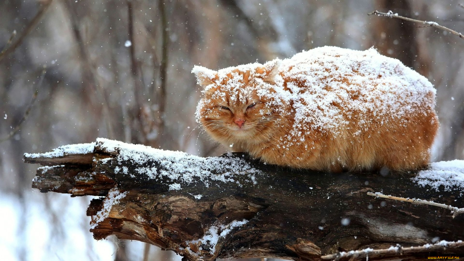 животные, коты, зима, кот