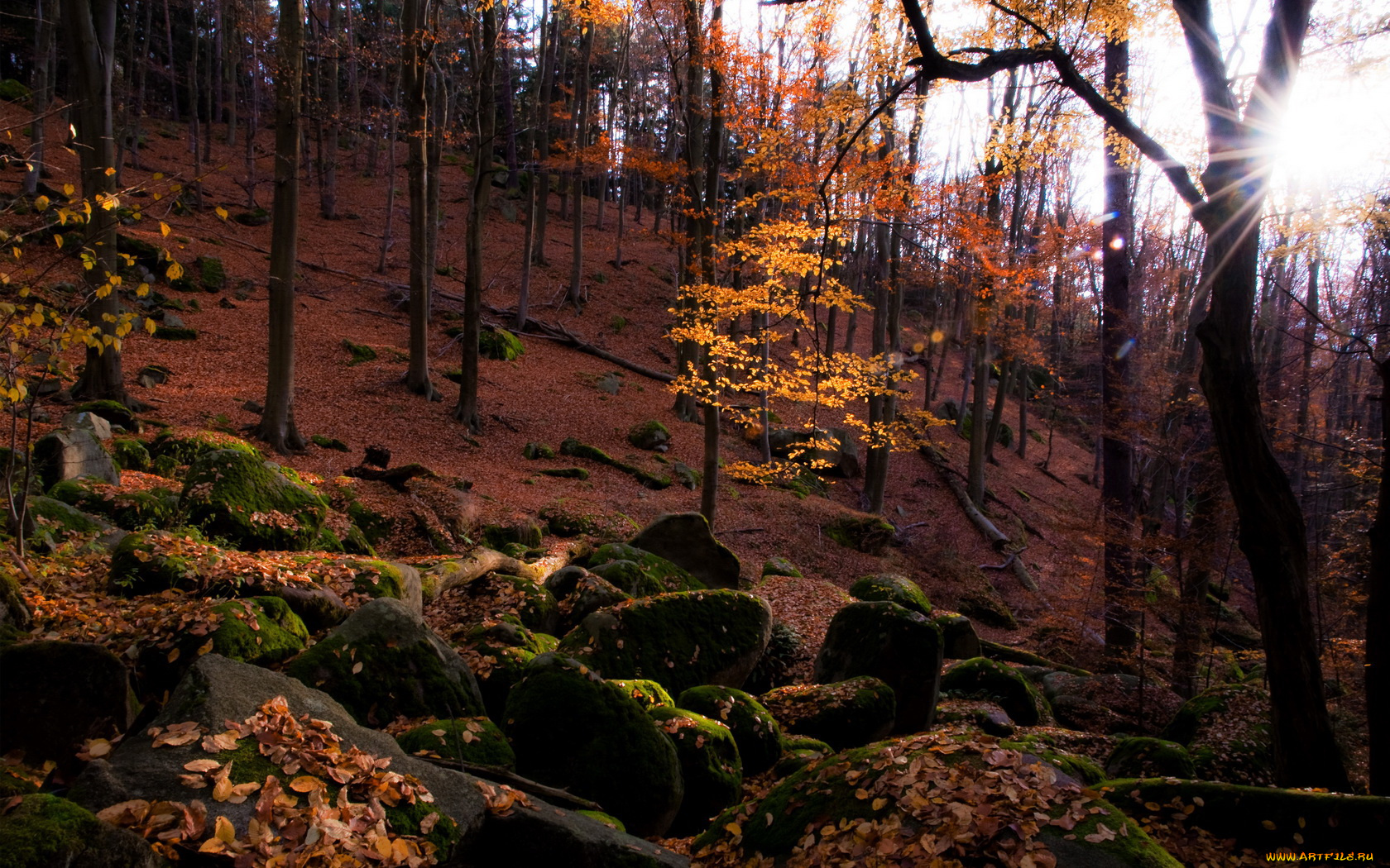 природа, лес, валуны, осень, желтая, листва, свет, склон, деревья