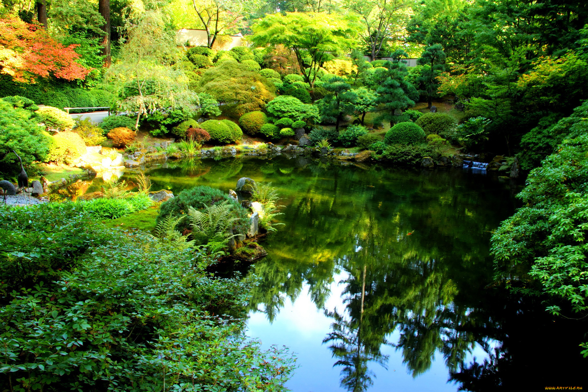 portland, japanese, garden, природа, парк, кусты, пруд, цветы, деревья, сад, орегон, сша