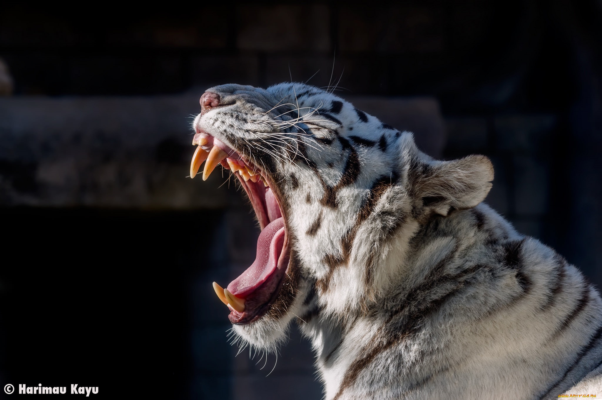 животные, тигры, зоопарк, пасть, морда, зевает, белый, кошка, хищник, язык, клыки
