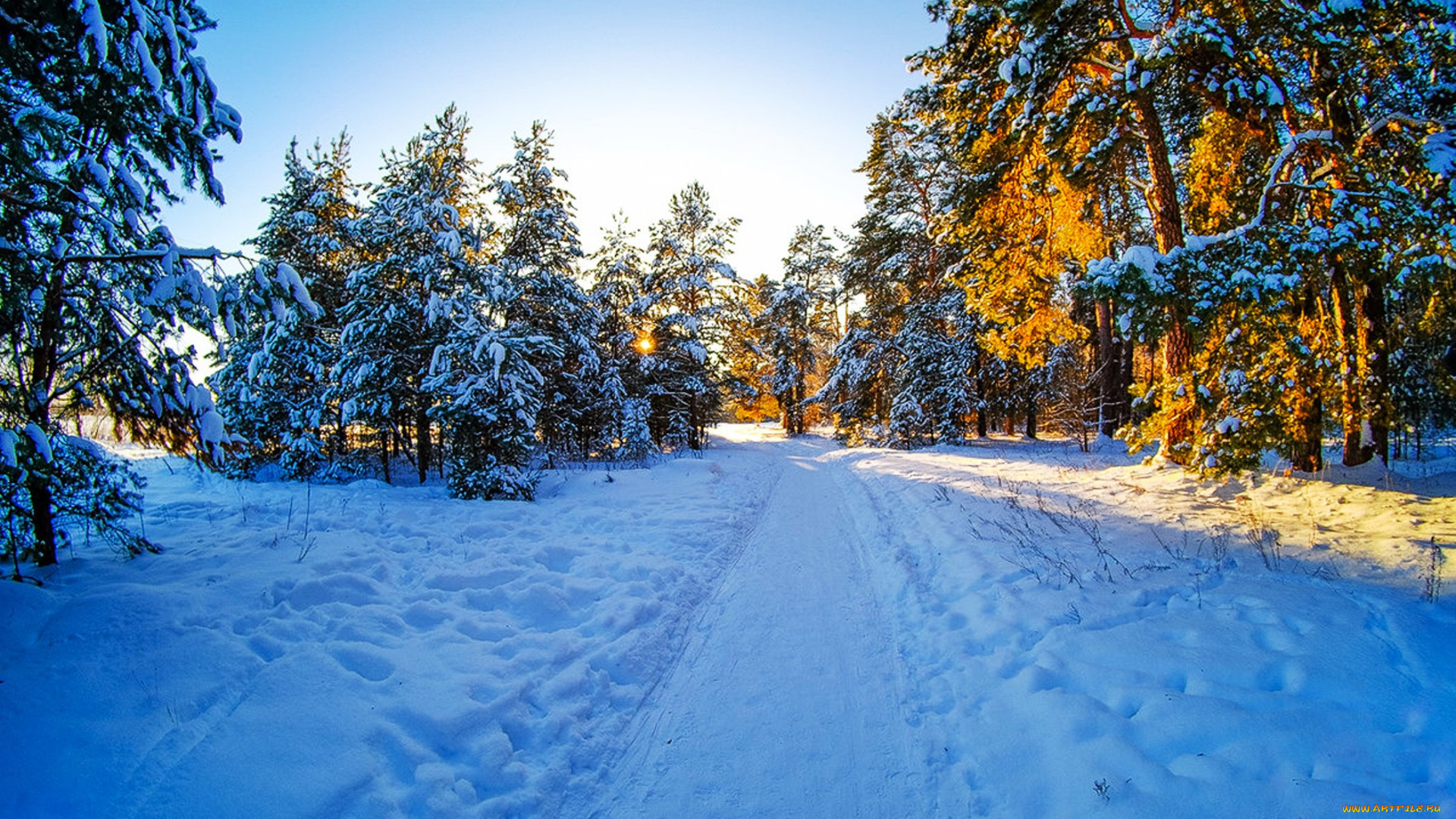 природа, зима, лес, деревья