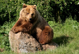 Картинка животные медведи большой бурый камень