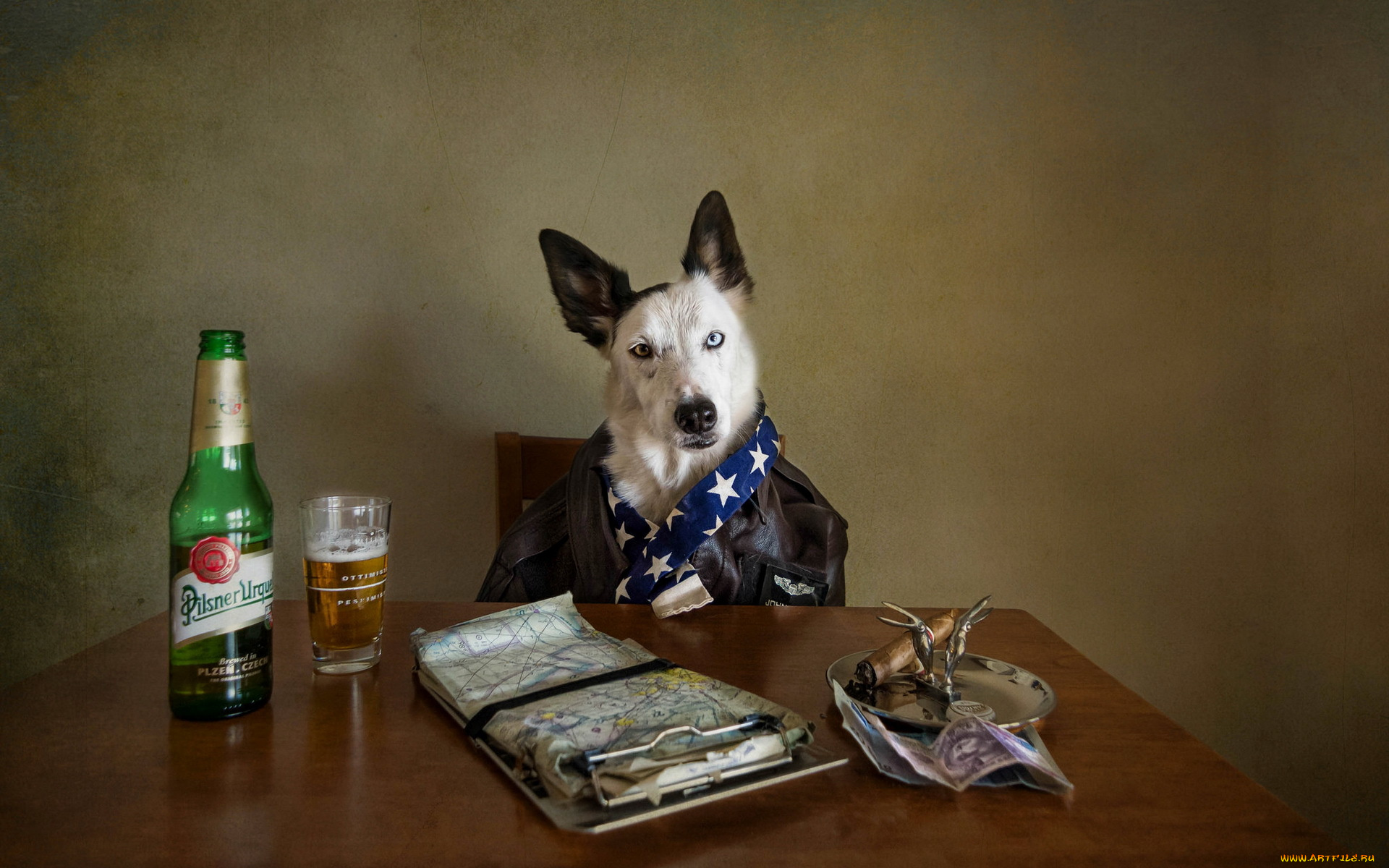 животные, собаки, бутылка, собака, сигара, карта, пиво