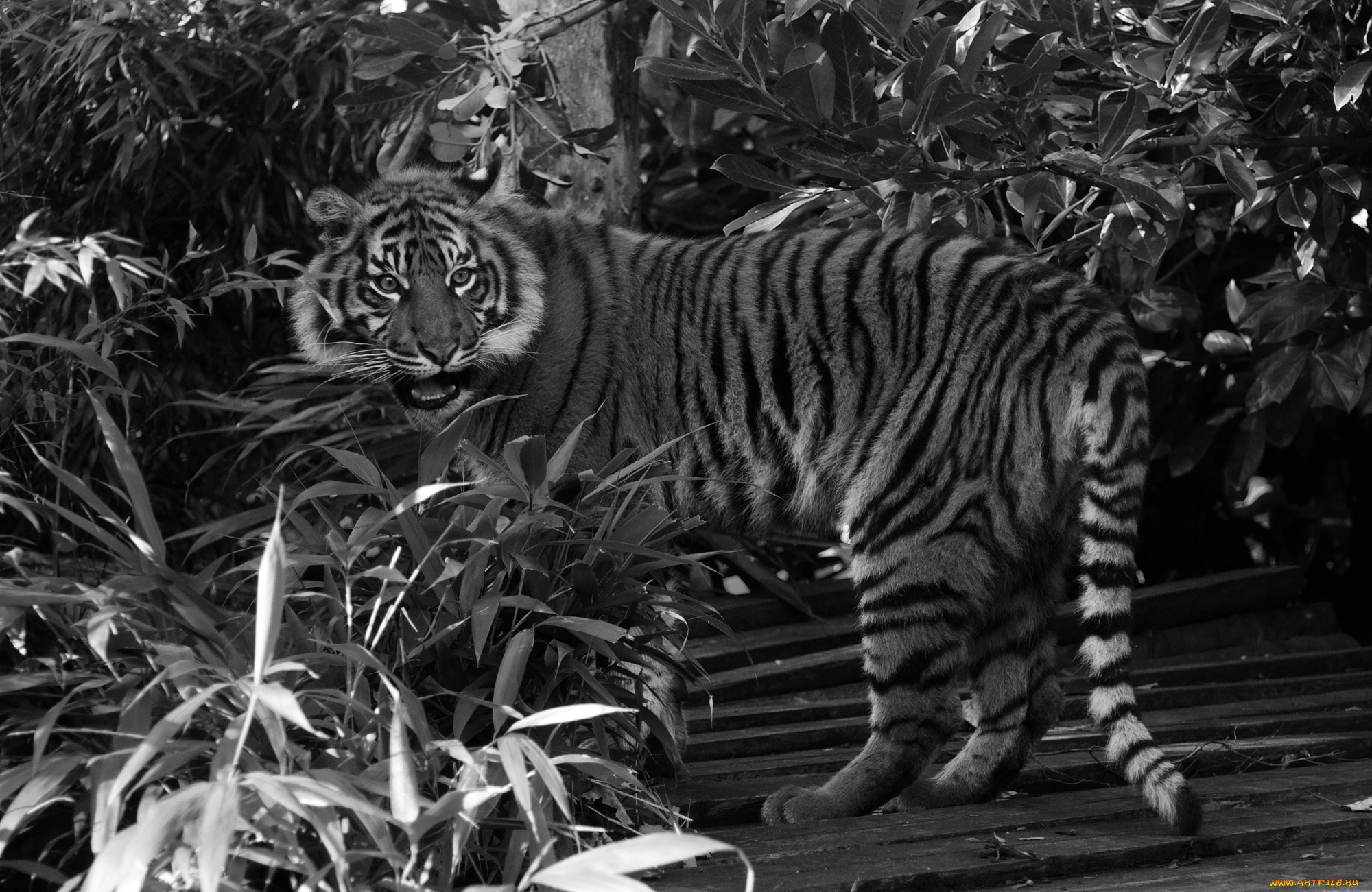 животные, тигры, черно-белое, листва, морда, кошка