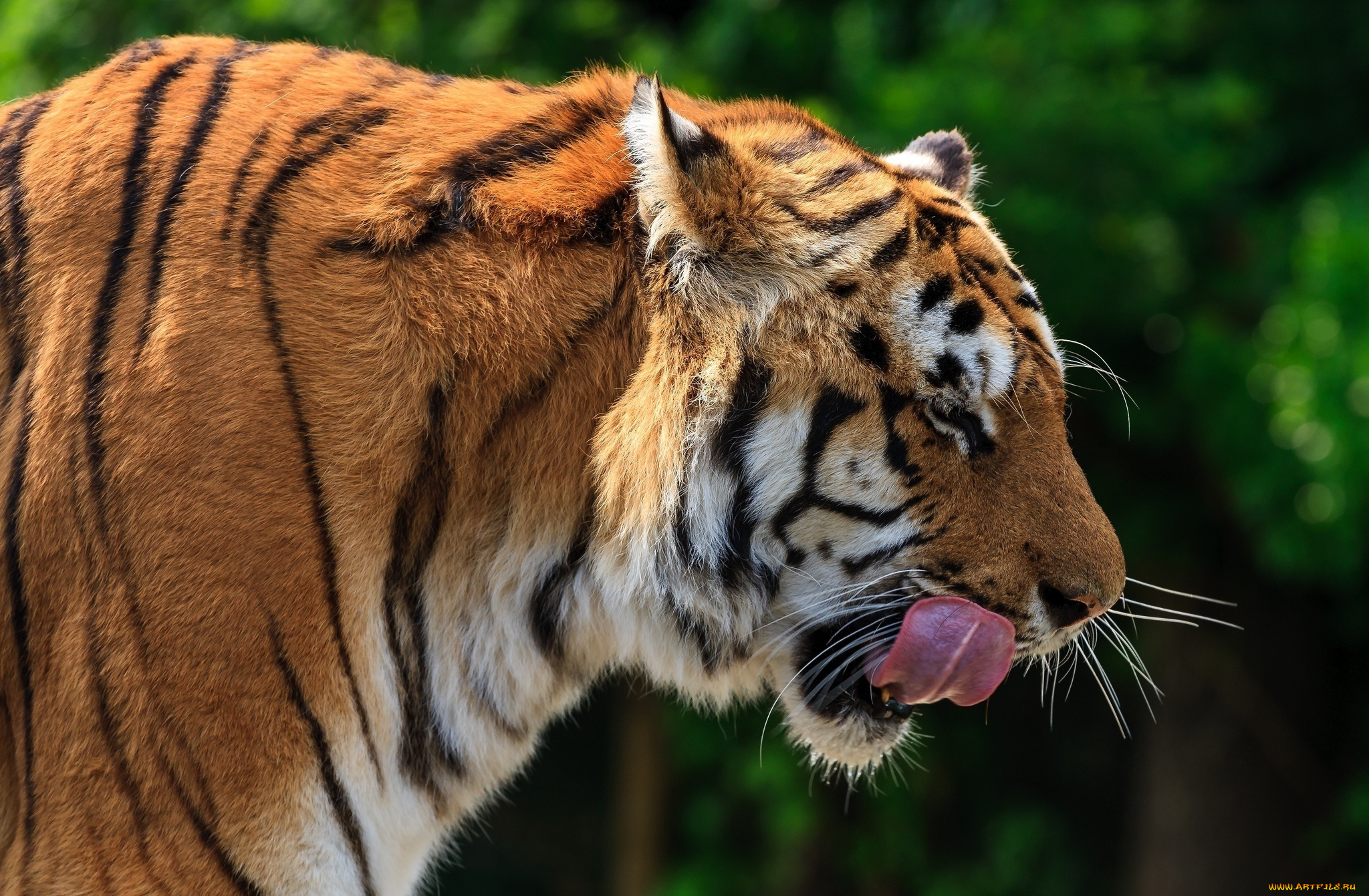 животные, тигры, профиль, язык, морда, кошка, амурский, тигр