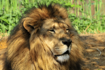 Картинка животные львы животное лев луч солнца