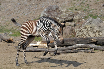 Картинка животные зебры зебра
