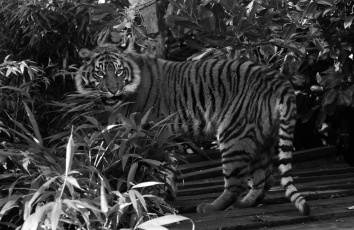 Картинка животные тигры черно-белое листва морда кошка
