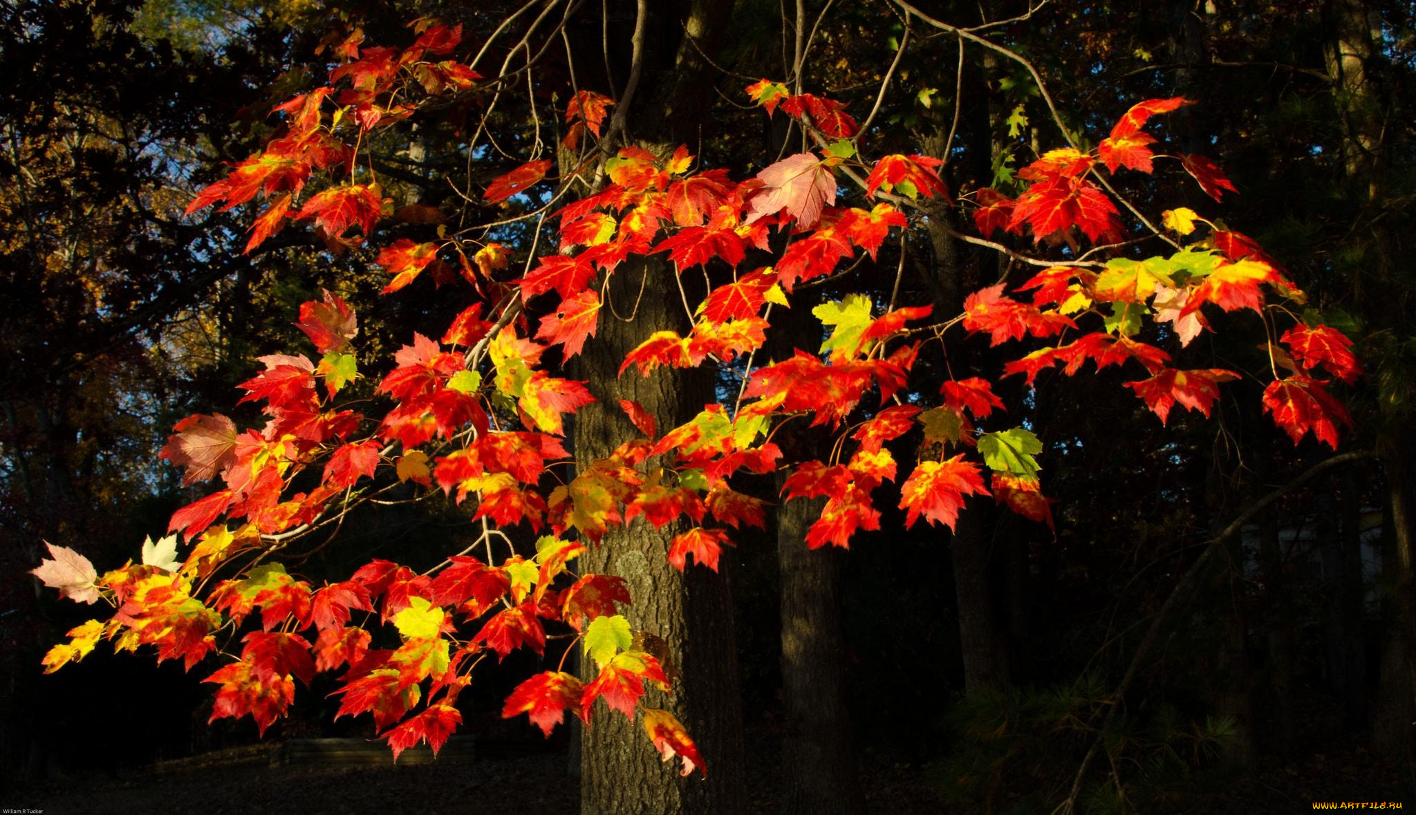 природа, деревья, клен, осень, дерево, листья, красный
