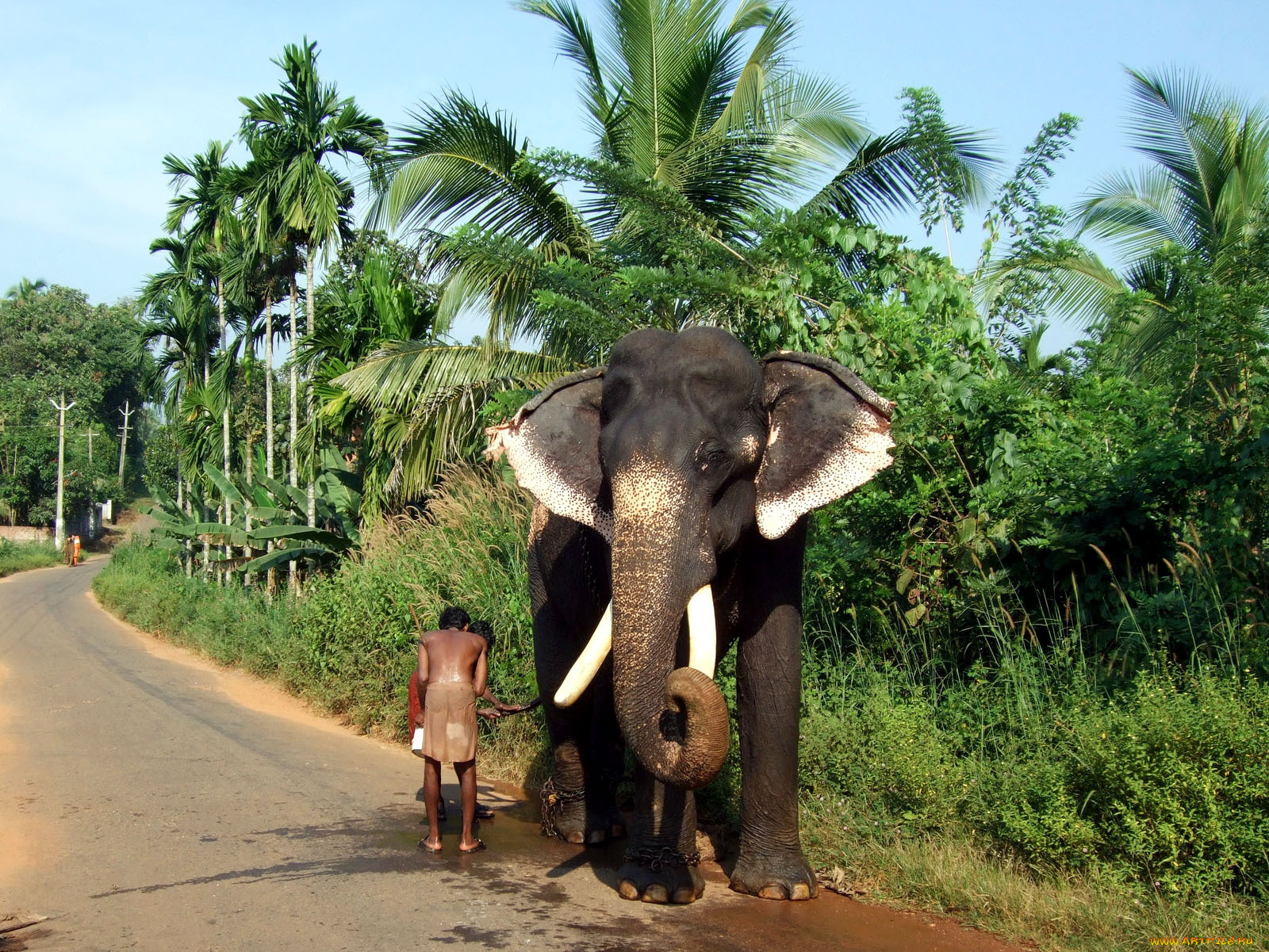животные, слоны, пальмы, дорога