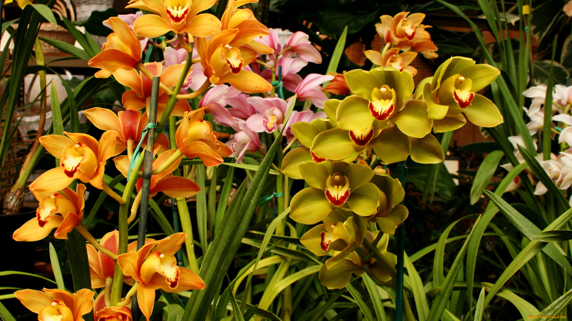 цветы, орхидеи, ветки