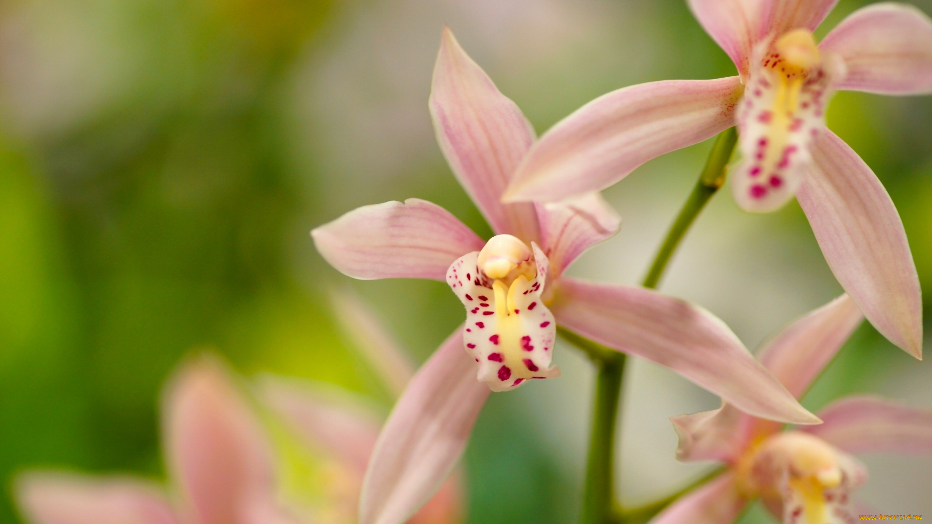 цветы, орхидеи, цимбидиум, орхидея, лепестки, экзотика, макро