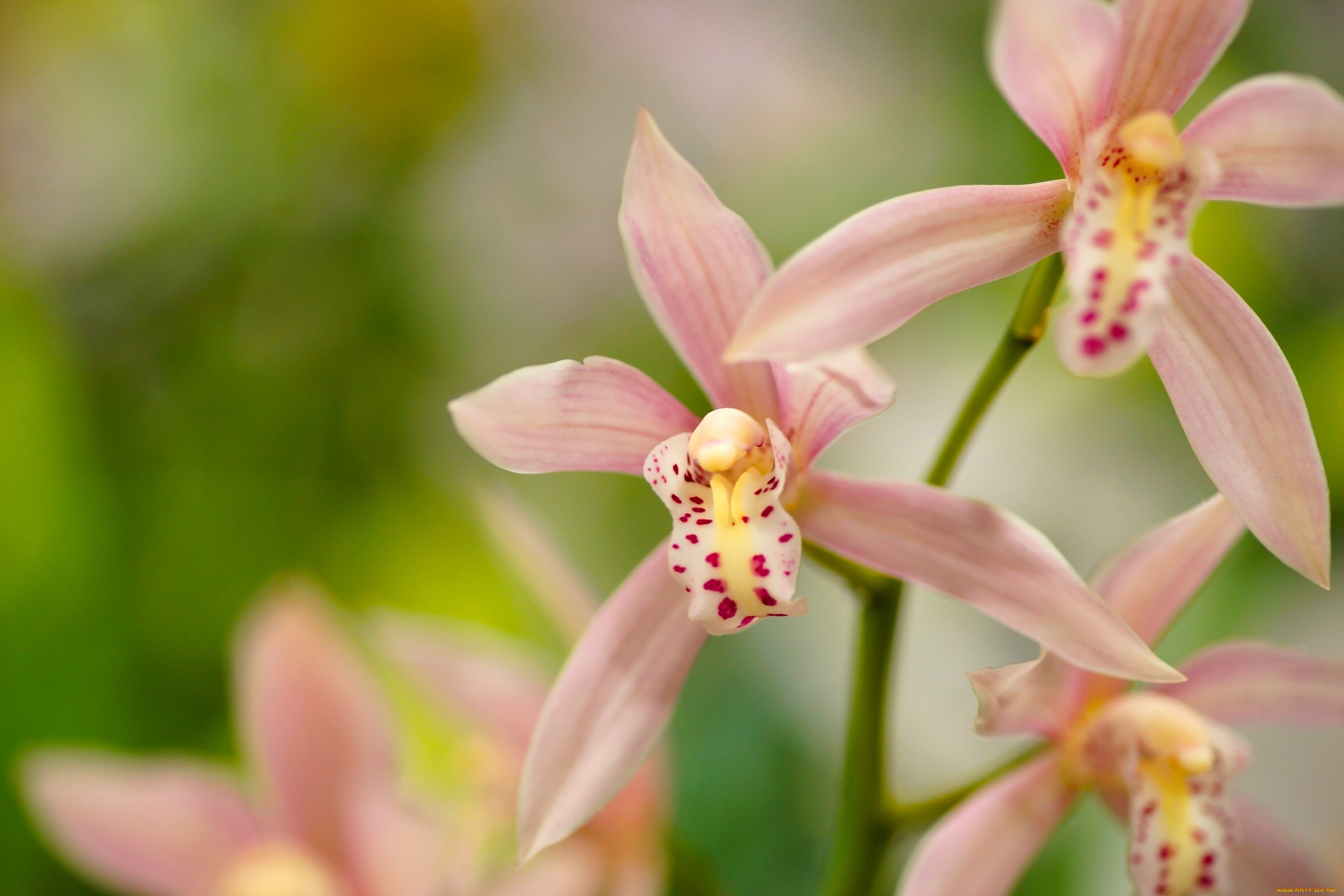 цветы, орхидеи, цимбидиум, орхидея, лепестки, экзотика, макро