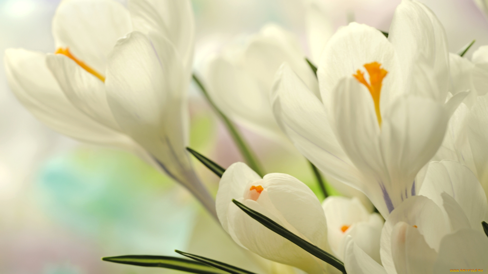цветы, крокусы, нежность, белый, весна