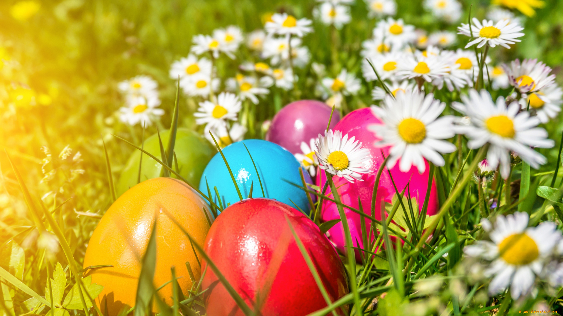праздничные, пасха, easter, eggs, flowers, spring, яйца, цветы, ромашки
