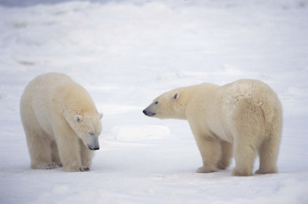 Картинка животные медведи арктика белые