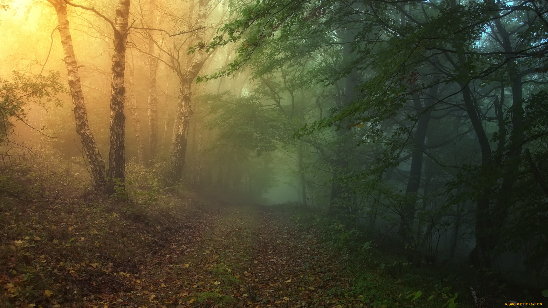 природа, дороги, дорога, лес, туман, закат